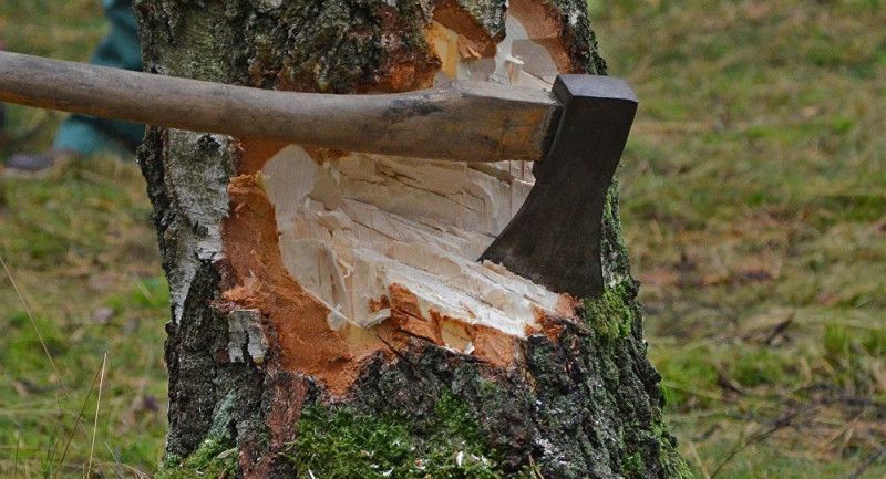 В Якутии незаконно вырубили лес на 1,1 млн рублей