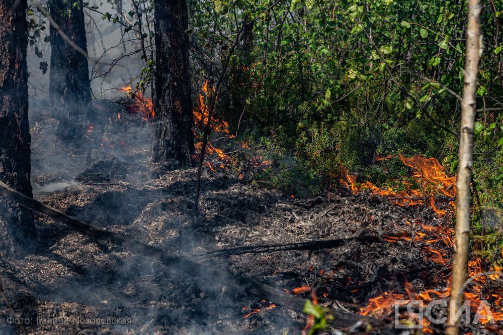 В Якутии за сутки ликвидировано 5 лесных пожаров