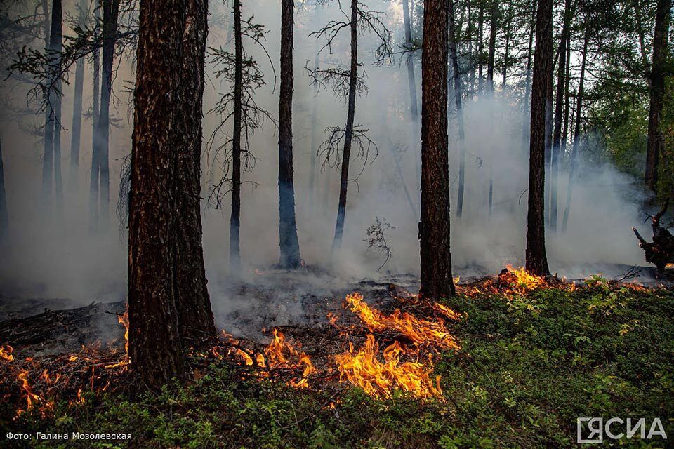 15 лесных пожаров обнаружено за сутки в Якутии