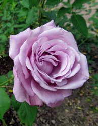Роза чайно-гибридная Шарль де Голль 1 шт / Чайно-гибридные