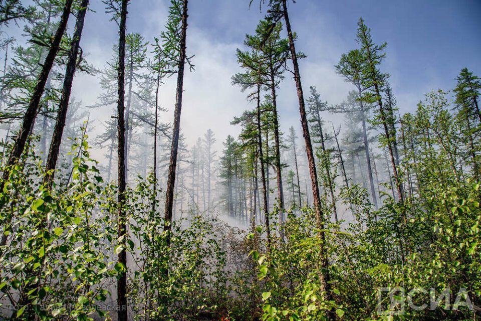 Количество лесных пожаров в Якутии сократилось за неделю в два раза