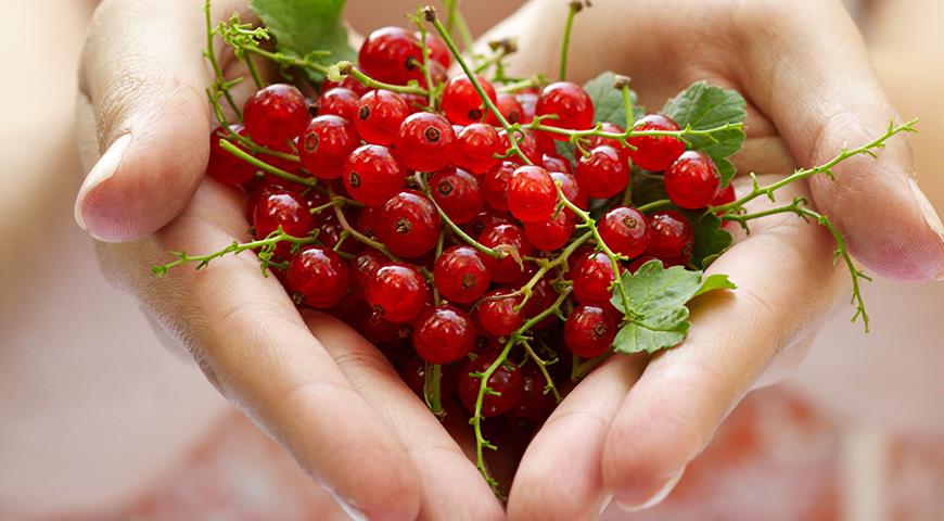 Установлены сроки сбора ягод в Мирнинском районе