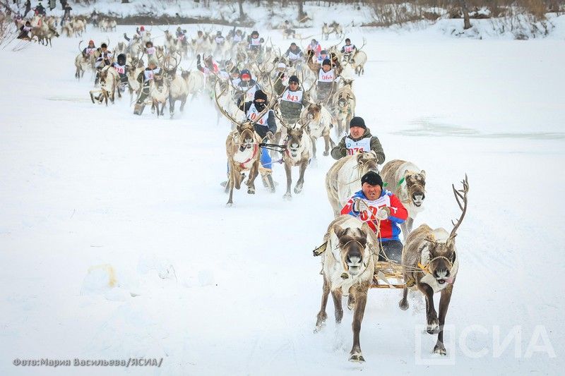 Якутяне стали самыми быстрыми в скачках на оленьих упряжках чемпионата по оленеводству