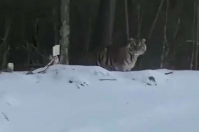 Амурский тигр в Якутии: видео с животным прокомментировали в Минэкологии / ЯСИА   Республика Саха (Якутия)