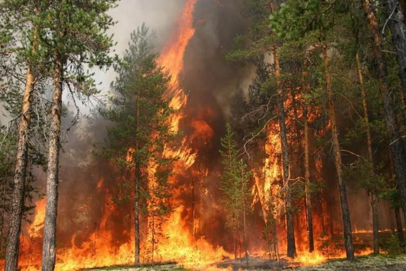 Штрафы виновным за ландшафтные пожары планируют кратно увеличить