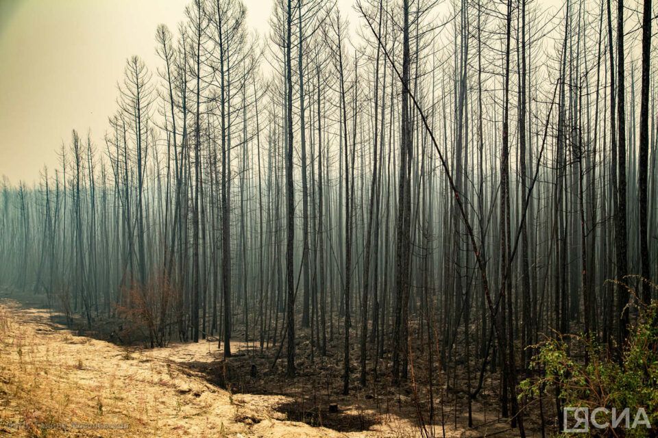 В Якутии принимаются меры по тушению 3 лесных пожаров