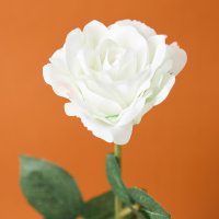 Цветок Sardegna, белый / Цветы