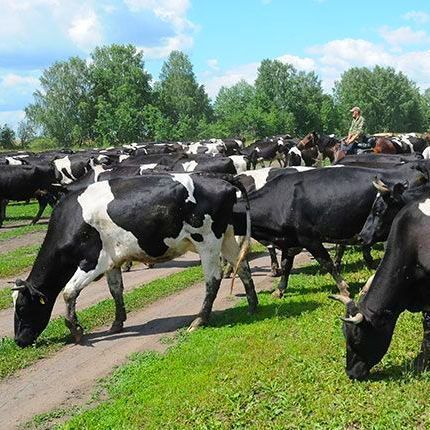 Энергетики напоминают о запрете выпаса скота в охранной зоне ЛЭП