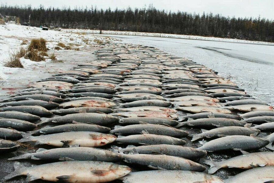 Охотничье промысловое хозяйство в ЯНАО