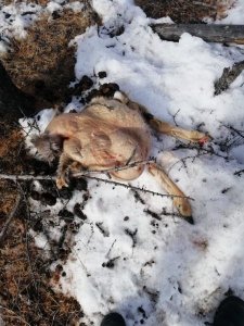 Крупный штраф заплатит хангаласский браконьер за убийство косули