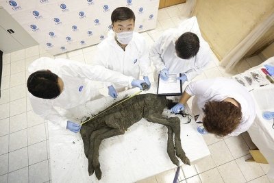 Ученые хотят клонировать древнего верхоянского жеребенка