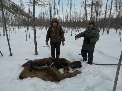 В Момском улусе браконьер добыл сохатого для продажи мяса / ЯСИА  Момский Республика Саха (Якутия)