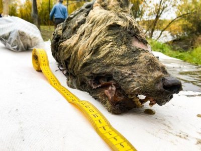 В Якутии исследуют найденную в Абыйском районе голову плейстоценового волка