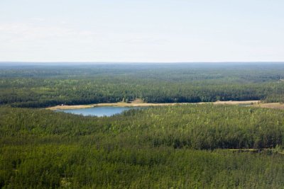 За ложные сведения о состоянии лесов чиновников накажут штрафом / ЯСИА   