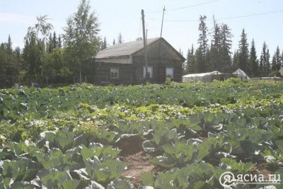 Половина дачных кооперативов Якутска не рассчитались за потребленную электроэнергию  / ЯСИА Якутск Якутск Республика Саха (Якутия)