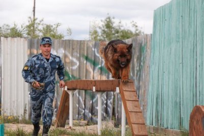 Среди кинологов УФСИН проведены командные соревнования / ЯСИА   