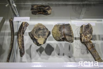 В Якутии снова обнаружены останки динозавров
