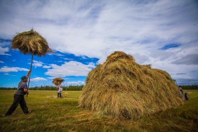 Якутск закупит 750 тонн сена / Дьулус Борочков   Республика Саха (Якутия)