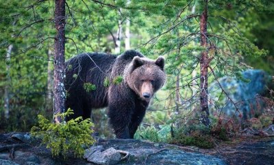 Медведь напал на женщину в Мирнинском районе / ЯСИА  Мирнинский Республика Саха (Якутия)