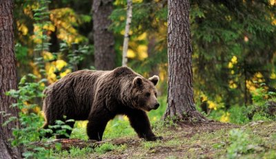 В поселке Белая Гора Абыйского района ликвидировали двух медведей