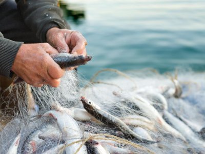 Порядок выделения квот на вылов рыбы не планируют менять в ближайшие годы / ЯСИА   