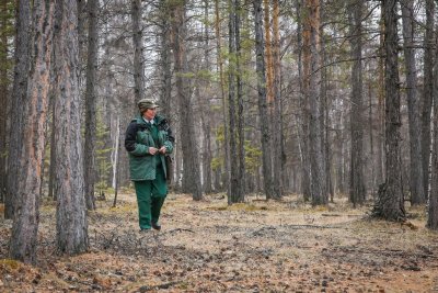 Сбережем природу для будущих поколений. В Якутии отмечается 80-летие лесного хозяйства