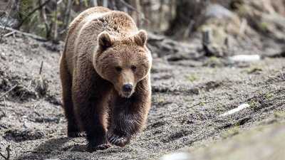 В селе Сегян-Кюель застрелили медведя, забравшегося в частный дом / Иван Евсеев   