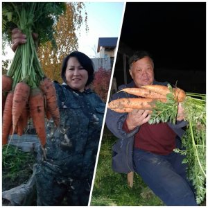 ФОТОФАКТ. Огромная морковь выросла у якутских огородников / Дьулус Борочков   Республика Саха (Якутия)