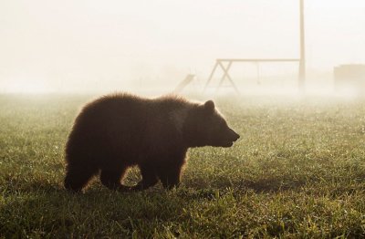 Медведь наведался на сайылык в Горном улусе