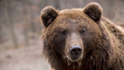 Экс-депутат Госсобрания (Ил Тумэн) Александр Крылов стал жертвой медведя в Оймяконском районе