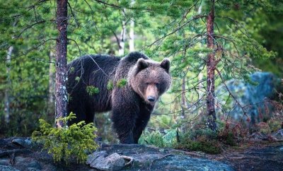 В Оймяконском районе медведь напал на человека
