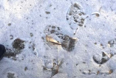 Жители села Батагай-Алыта в Якутии обнаружили мертвых птиц