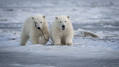 Недалеко от села Походск Якутии местный житель обнаружил двух белых медвежат / ЯСИА   Республика Саха (Якутия)