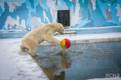 Белые медведи в зоопарке «Орто Дойду» получили новые игрушки от «Роснефти» / Кюннэй Еремеева   