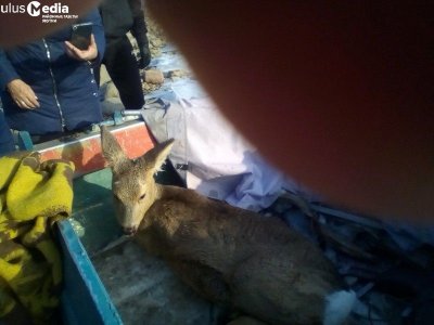 В Якутии жители Усть-Маи спасли косулю от ледяного плена