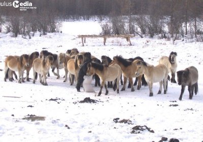 Верхоянская лошадь должна быть признана отдельной породой – эксперт / ЯСИА  Верхоянский 