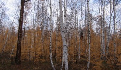 На страже вечной мерзлоты. Как восстанавливается лес в Центральной Якутии / ЯСИА   Республика Саха (Якутия)