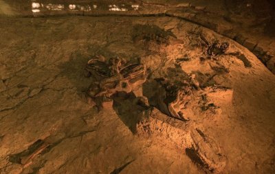 В Якутии нашли останки травоядных динозавров