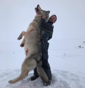 АНТИФЕЙК. Стокилограммового волка добыли не в Якутии / Николай Борисов   Республика Саха (Якутия)