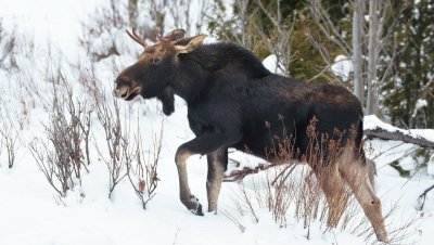Сроки охоты на копытных в Якутии завершатся 15 декабря
