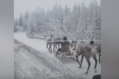 ВИДЕОФАКТ. В Якутии все виды транспорта хороши — автомобиль и олени. Дорога в Оймякон
