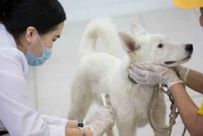 В Якутии ветеринарным специалистам повысили зарплату на 3,6%