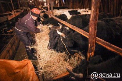 В Чурапчинском улусе Якутии обеспечили нужным объемом сена для зимовки скота  / ЯСИА  Чурапчинский Республика Саха (Якутия)