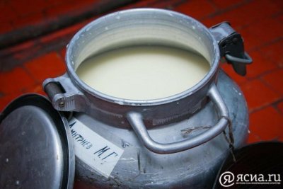 В Амгинском районе Якутии сдадут 4618 тонн молока