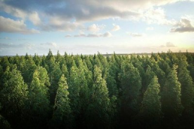Вырубка лесов в Алданском районе Якутии будет вестись со строгим соблюдением всех законов и правил