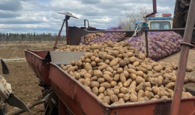 В Ленском районе Якутии планируют обеспечить жителей овощами местного производства