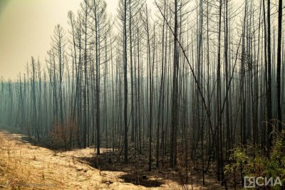 В Якутии принимаются меры по тушению 3 лесных пожаров