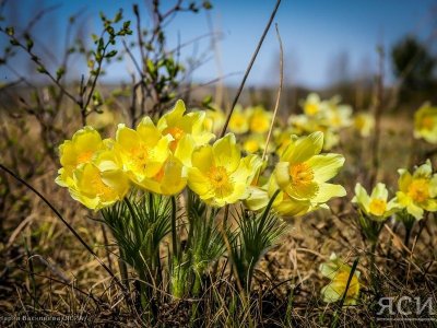 Нежный цветок весны. В Якутии сегодня отмечают День подснежника