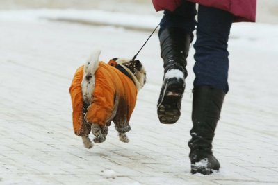 В Якутии будут штрафовать владельцев собак за неубранные экскременты