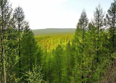 В Якутии на 27 мая действующих лесных пожаров нет